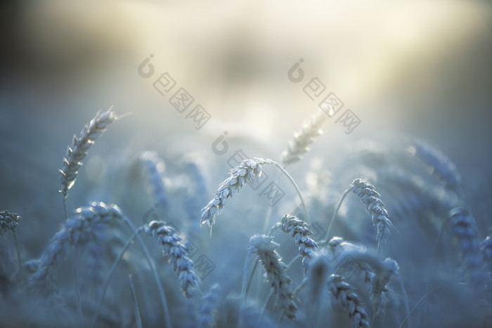 农业小麦领域旷野
