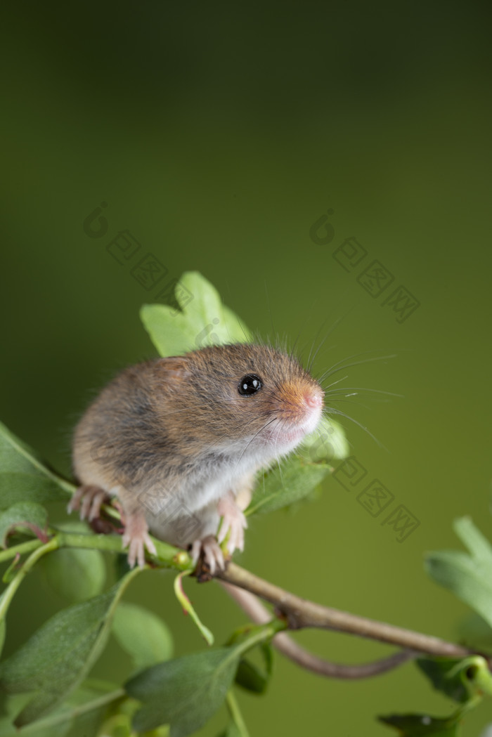 一只站在花枝上的老鼠