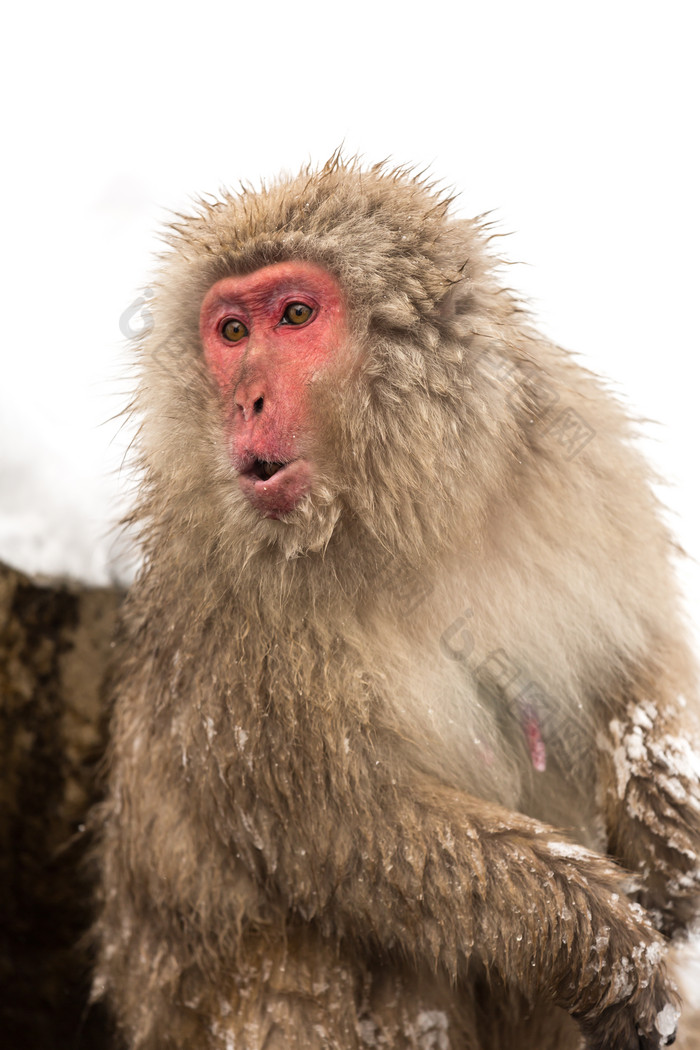 冬天红脸猴子摄影图高清图片下载-包图网