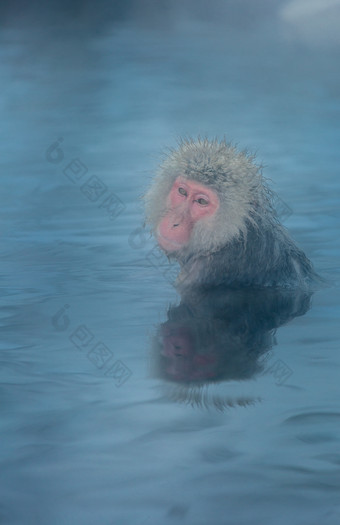 河水中的猴子摄影图