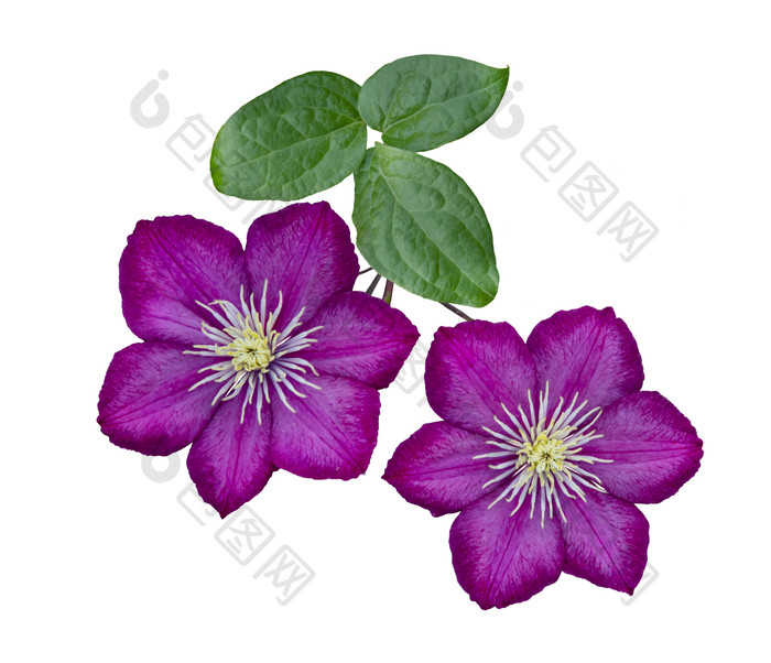 两朵漂亮的紫色花朵