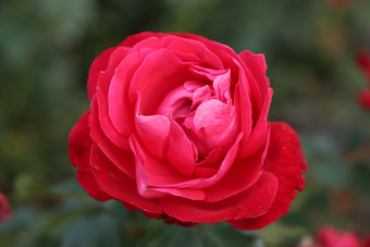 盛开的娇艳玫瑰花