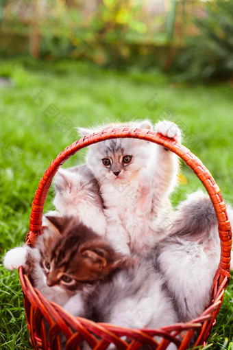 草地篮子里可爱的小猫咪