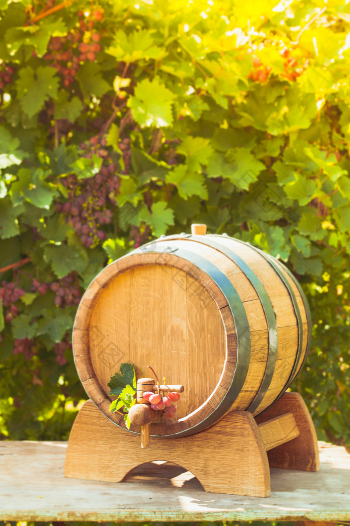 葡萄园红酒酒桶摄影图