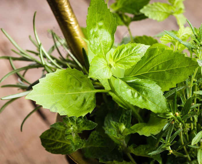 罗勒迷迭香绿色植物