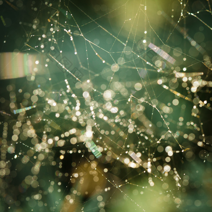 深色调雨中的蜘蛛网摄影图