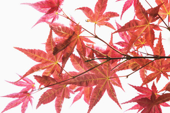 红色调<strong>枫树</strong>叶子摄影图