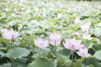 池塘里的<strong>荷花</strong>摄影图