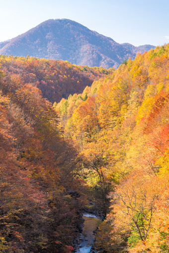 秋季阳光下的山林