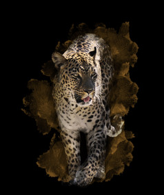 暗色调奔跑的豹摄影图
