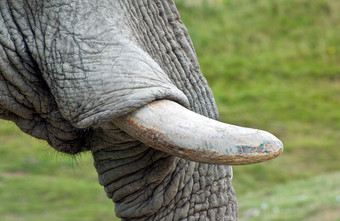 简约一只大象的牙摄影图