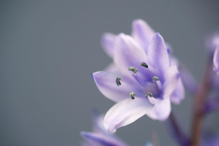 深色调一朵紫花摄影图