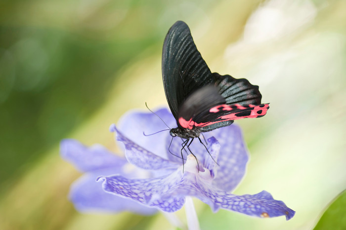 小清新花上的黑蝴蝶摄影图