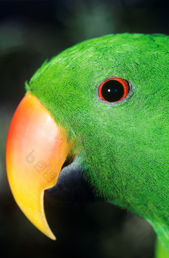 绿色鹦鹉嘴巴摄影图