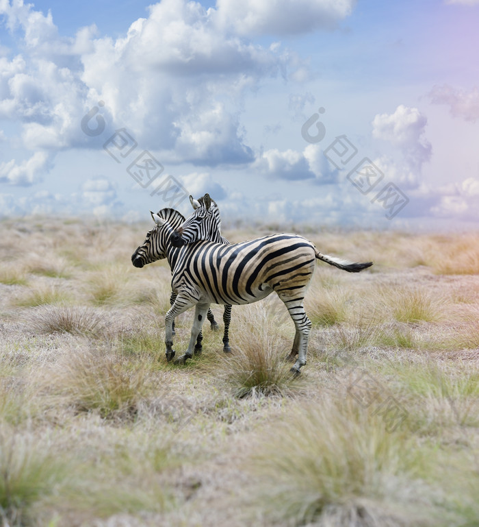 草原上的动物斑马