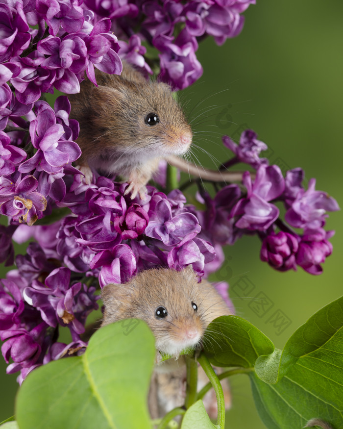 紫色花朵和两只小老鼠