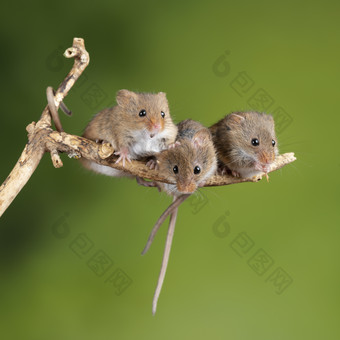 树杈上三只可爱的老鼠