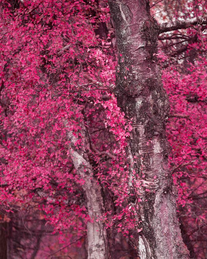漂亮的红色枫树大树