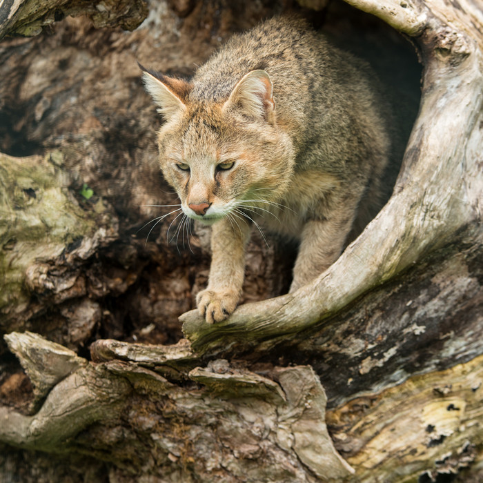 树洞里的大野猫摄影图