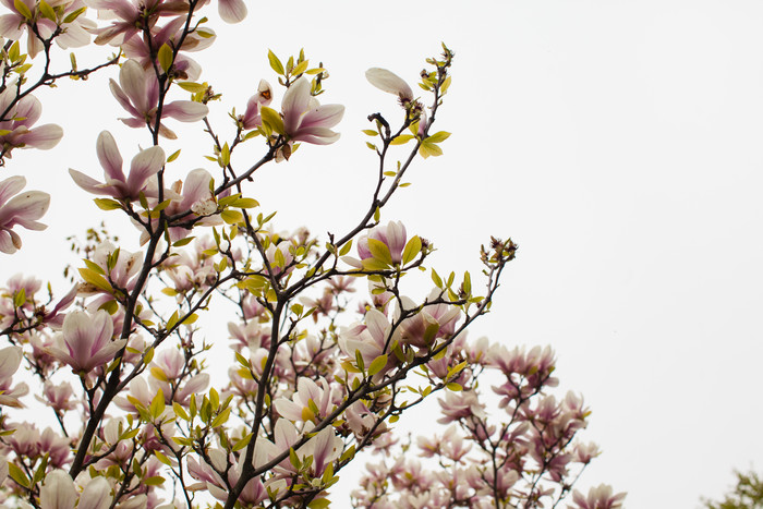 树枝上盛开的花朵摄影图
