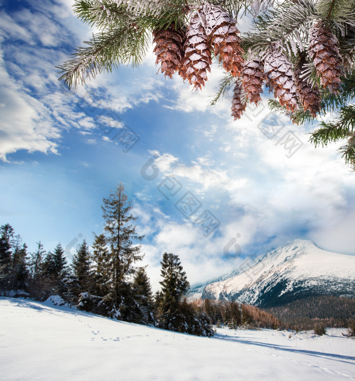 冬季蓝天绿树背景