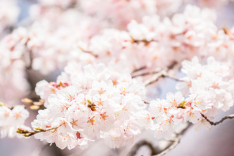 树枝上的粉色樱花花卉