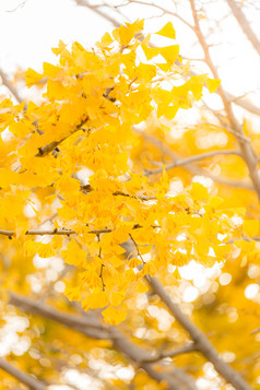 秋天枫树树枝摄影图