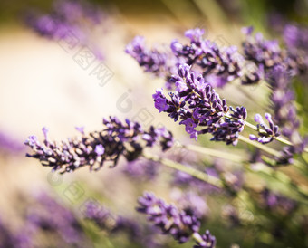 紫色薰衣草花卉图片