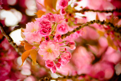 粉色樱花花卉图片