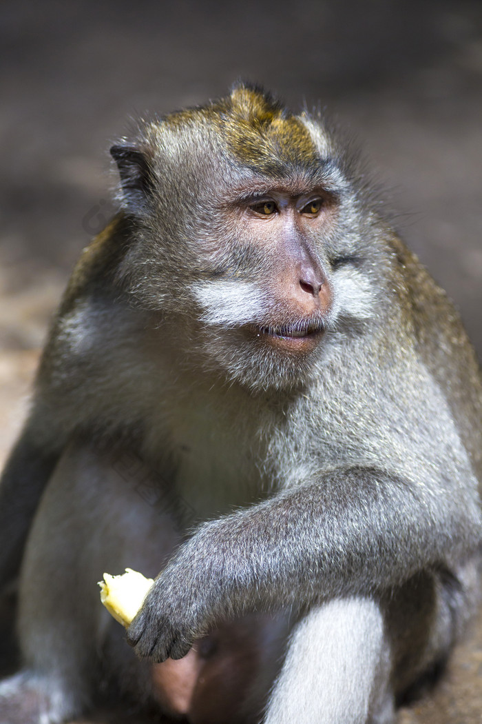 手拿食物的猴子摄影图