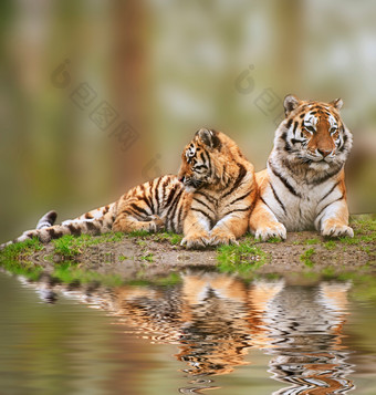 深色调水边的老虎摄影图