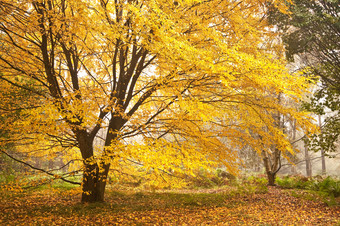 深色调漂亮秋天的树摄影图