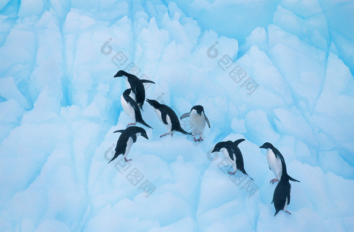蓝色调在冰上的企鹅摄影图