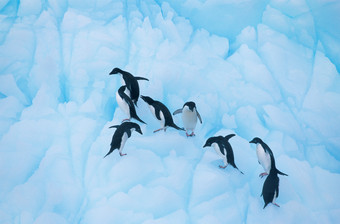 蓝色调在冰上的<strong>企鹅</strong>摄影图