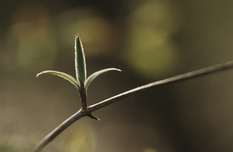 树枝上发芽的绿色植物