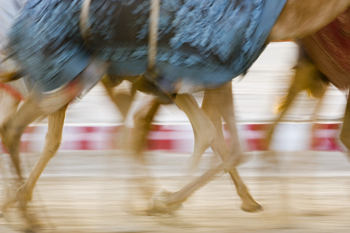 沙漠奔跑的骆驼摄影图