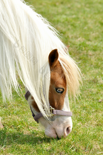 唯美风吃草的马摄影图