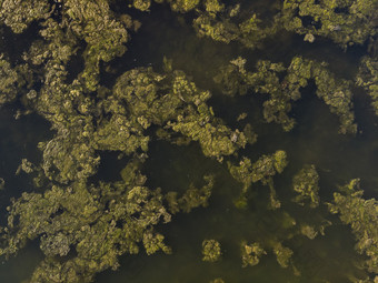 水里的绿色石头摄影图