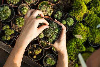 种植的<strong>绿色多肉</strong>植物