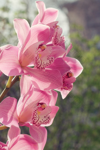 <strong>粉红色花</strong>朵花枝植物