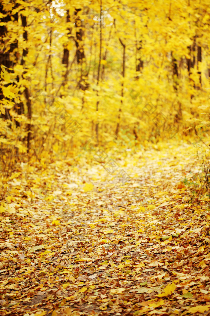 秋天树林中的黄色树叶