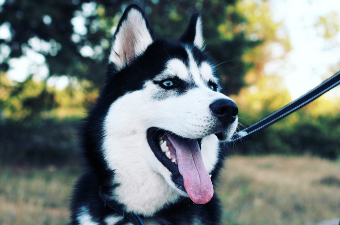 可爱的雪橇犬摄影图