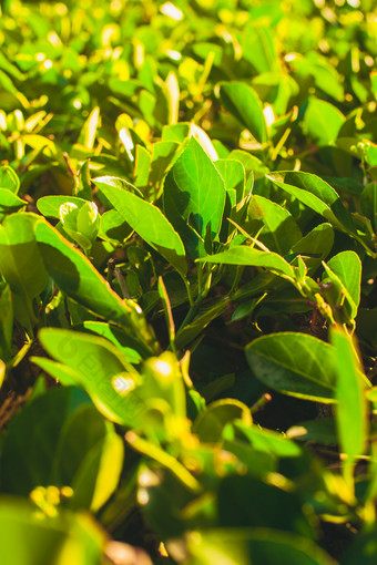 阳光下灌木绿植摄影图