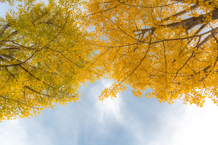 秋季枫树树枝摄影图
