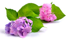 紫色鲜花花朵摄影图