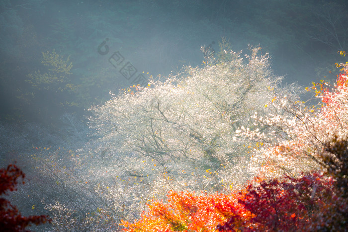 秋天樱花植物摄影图