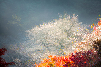 秋天<strong>樱花植物</strong>摄影图