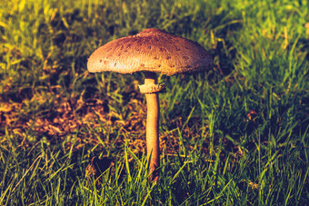 <strong>绿色调草地上</strong>的蘑菇摄影图