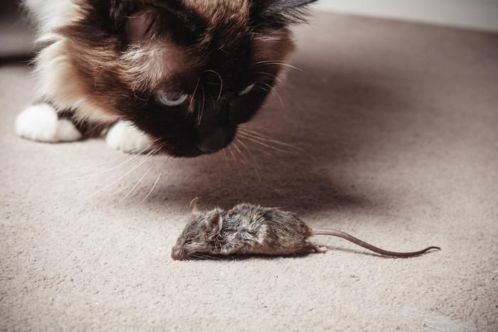 简约猫和老鼠摄影图