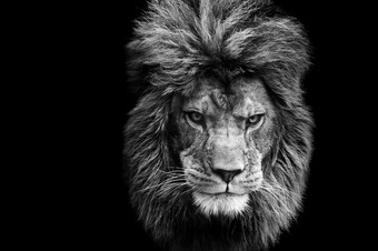 黑色风格<strong>狮子</strong>摄影图